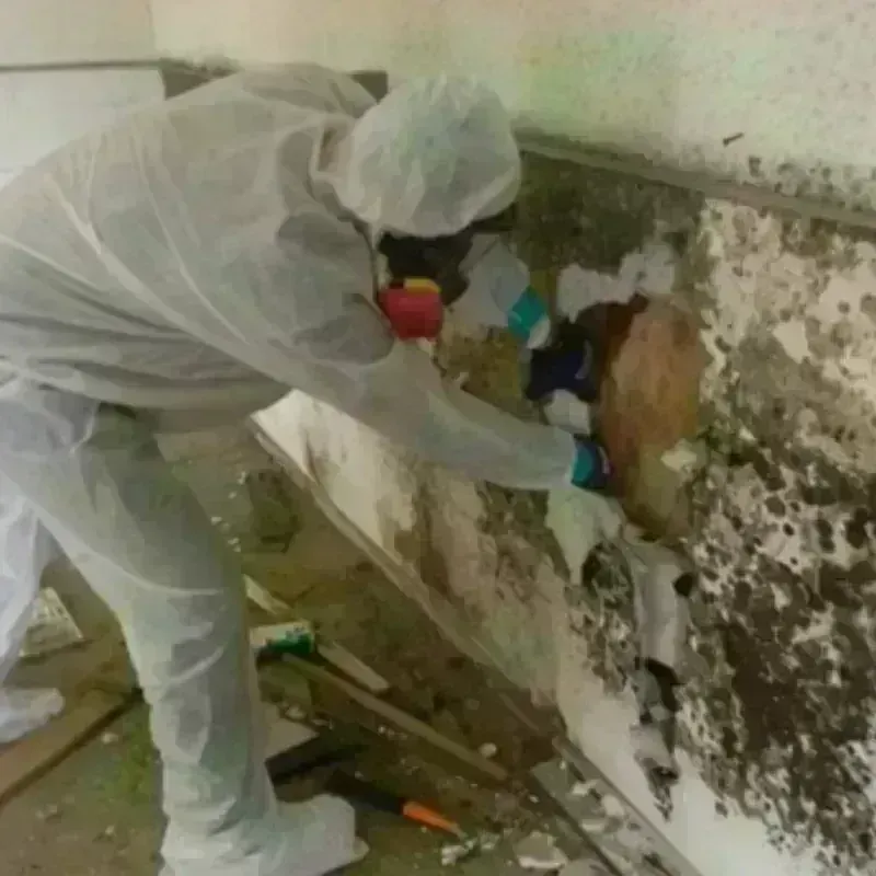 Mold Remediation and Removal in Norfolk County, MA